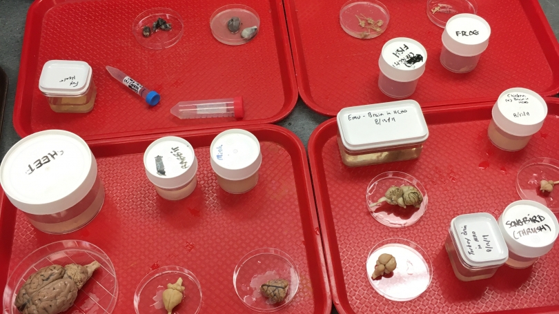 Students examine animal hearts and brains laid out upon a table
